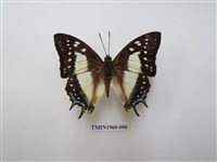 藏品(雙尾蛺蝶)的圖片